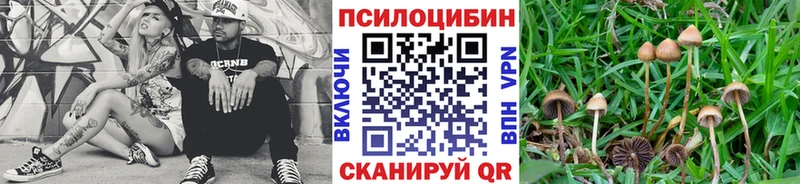 Купить закладки  Иланский  Псилоцибиновые грибы Psilocybe 